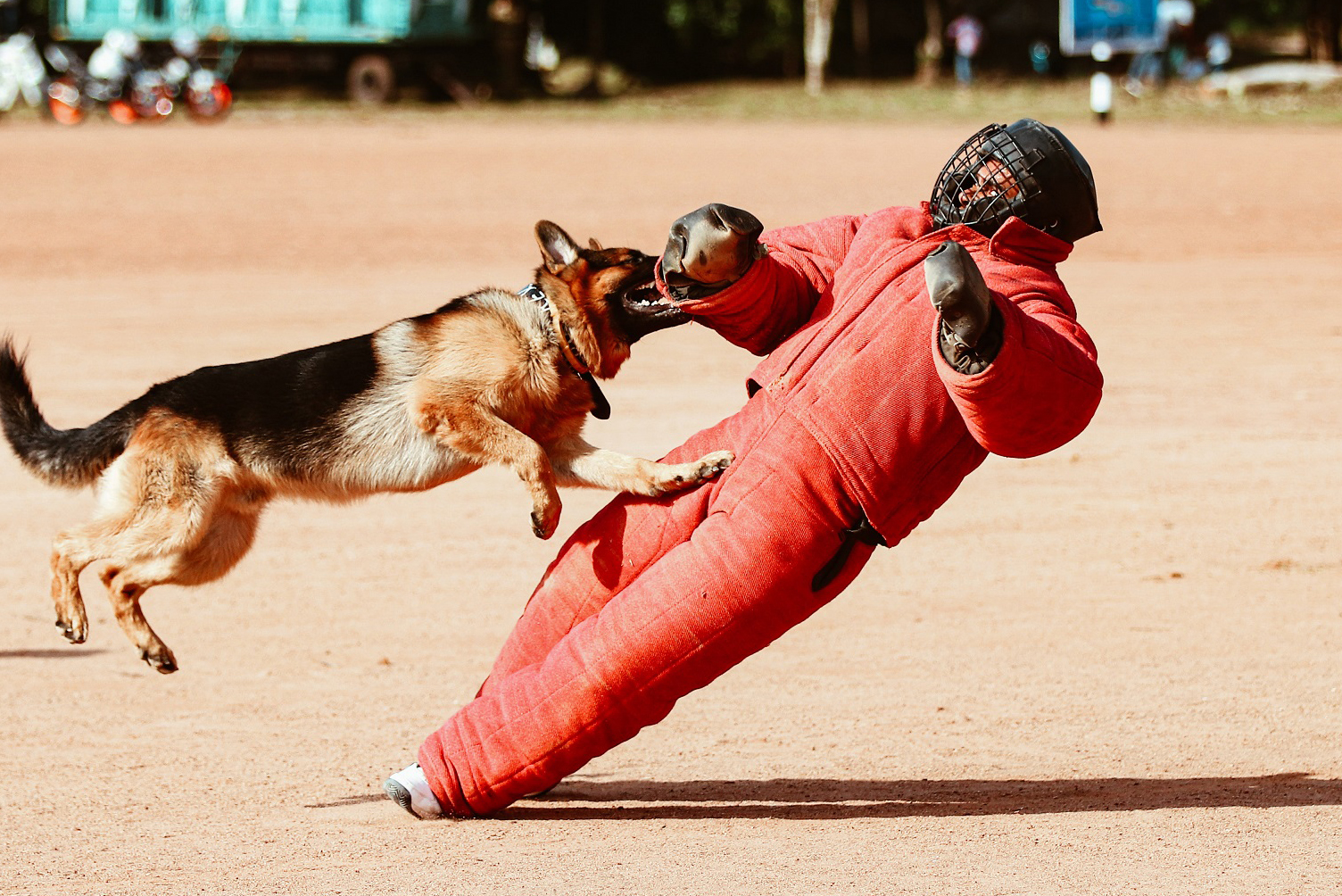 ohio dog attack lawyer 1504x1004