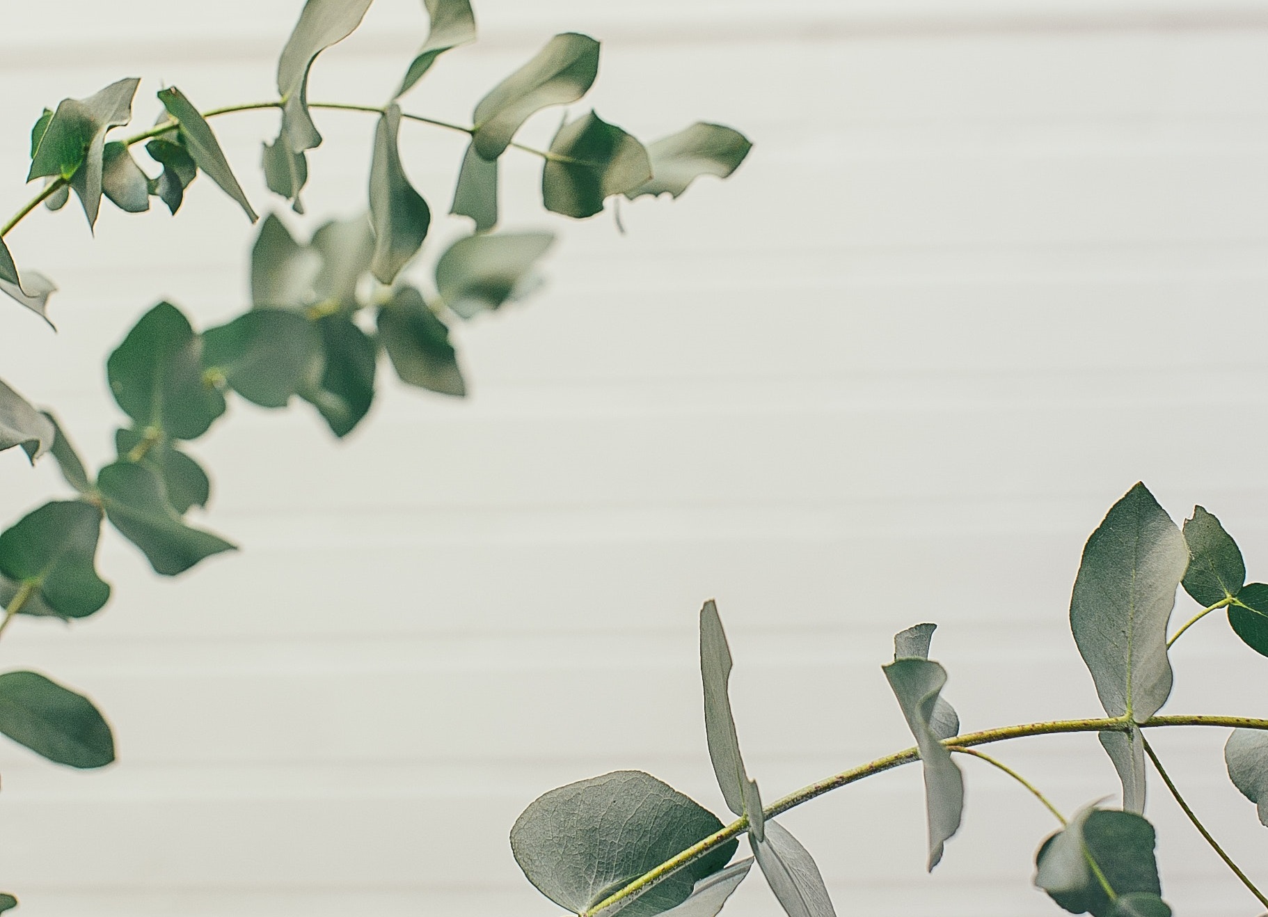 peace of mind plant horizontal peace of mind plant horizontal